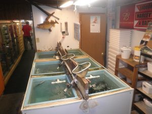 Live Bait - Harley's Liquor & BaitHarley's Liquor & Bait